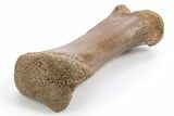 Fossil Tyrannosaur (Nanotyrannus?) Phalanx Bone - Montana #306660-3